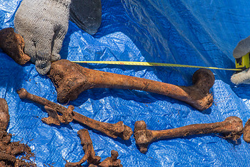 Image showing Skeleton remains of a buried unknown victim