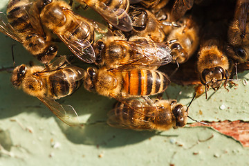 Image showing honey bees at the entrance to the hive