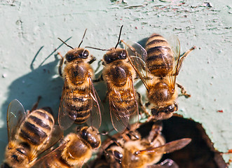 Image showing honey bees at the entrance to the hive