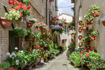 Image showing Flowers in side street Spello