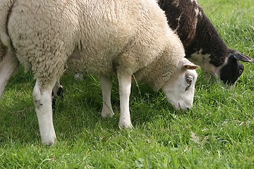 Image showing Sheep