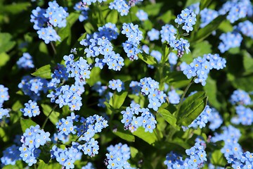 Image showing Forget-me-not