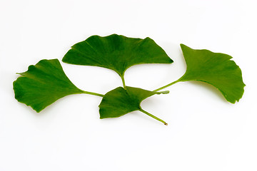 Image showing Ginkgo biloba leafs