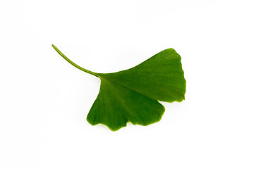Image showing Ginkgo leaf