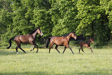 Image showing Horses on pasture