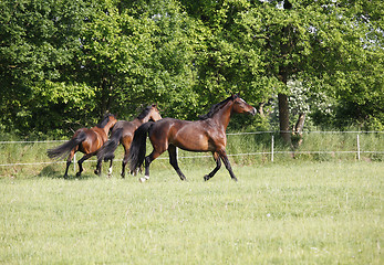 Image showing Horses on pasture