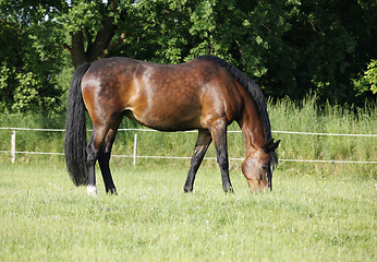 Image showing Horse is eating on pasture