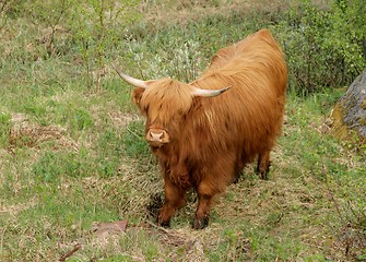 Image showing Scottish highland cow