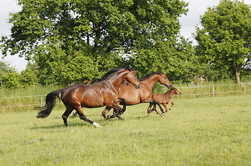 Image showing Horses running on pasture