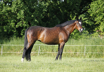 Image showing noble Holstein mare