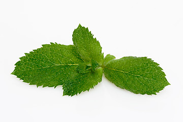 Image showing Peppermint