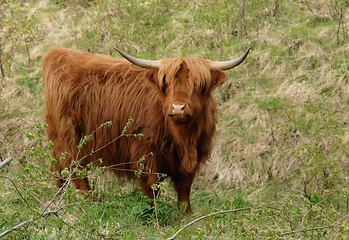 Image showing Scottish highland cow
