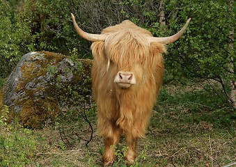 Image showing Scottish highland cow