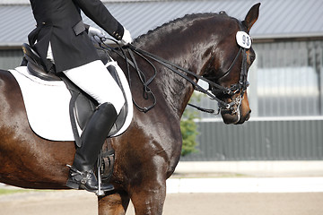 Image showing Horse dressage