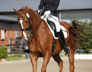 Image showing Horse tournament