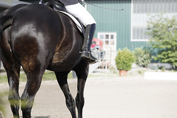 Image showing Horse from behind