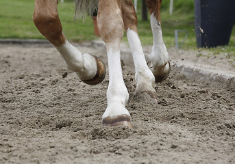 Image showing Riding arena floor