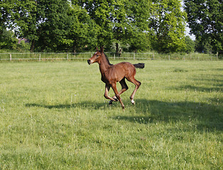 Image showing Foal gallops on pasture