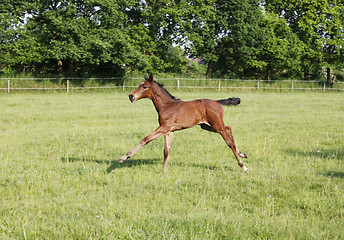 Image showing Foals playing on pasture