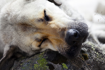 Image showing Homeless dog sleeps on stone