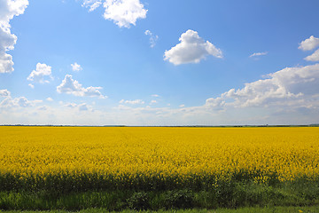 Image showing Field of Rapeseed