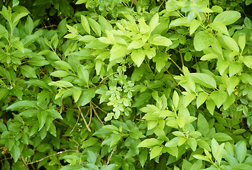 Image showing green leaves background