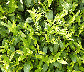 Image showing green leaves background