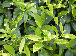 Image showing green leaves background