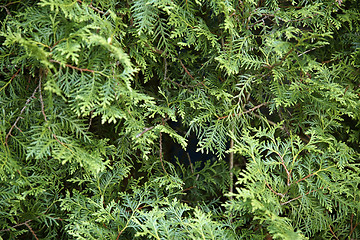 Image showing green thuja leaves background