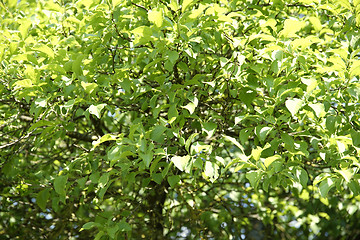 Image showing green leaves background