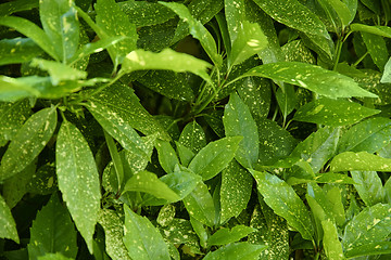 Image showing green leaves background