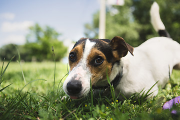 Image showing dog lies on the grass