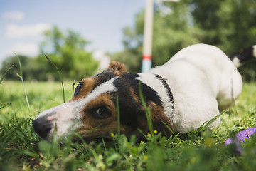 Image showing dog lies on the grass