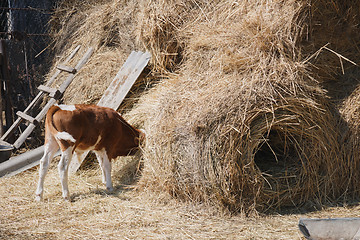 Image showing calf eating hay buried his head in the haystack