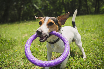 Image showing dog playing with a ring