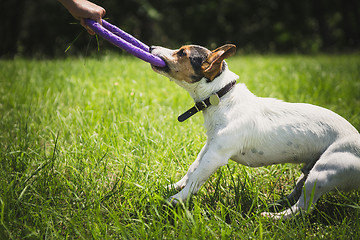 Image showing man plays with a little dog on the grass