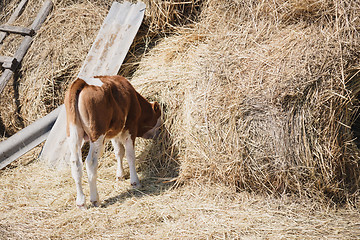 Image showing calf eating hay buried his head in the haystack