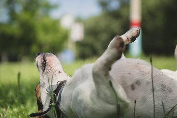 Image showing dog lies on the grass