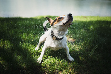 Image showing dog shakes off water after bathing in the river