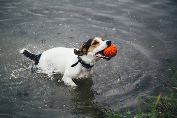 Image showing dog plays with a ball in the river