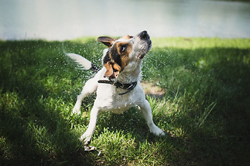 Image showing dog shakes off water after bathing in the river