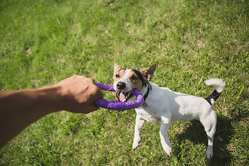 Image showing man plays with a little dog on the grass