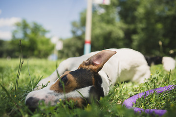 Image showing dog lies on the grass