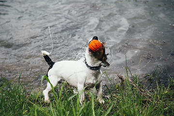 Image showing dog with a ball in his mouth shakes off water