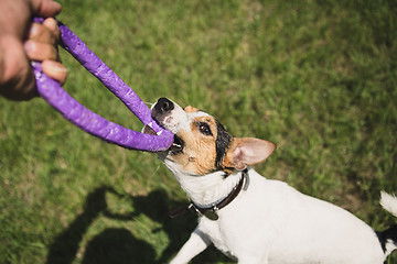 Image showing man plays with a little dog on the grass