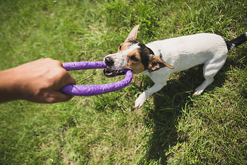 Image showing man plays with a little dog on the grass