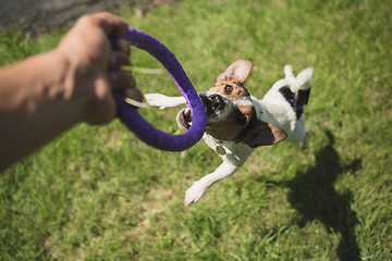 Image showing man plays with a little dog on the grass