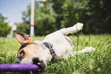 Image showing dog playing with a ring