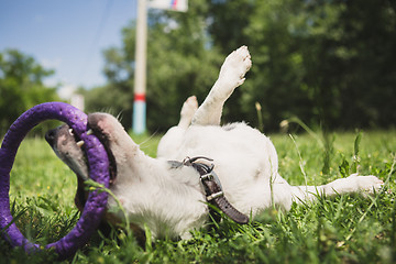 Image showing dog playing with a ring