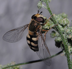 Image showing Flower bee